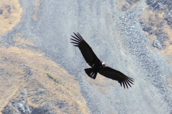 Condor en Iruya