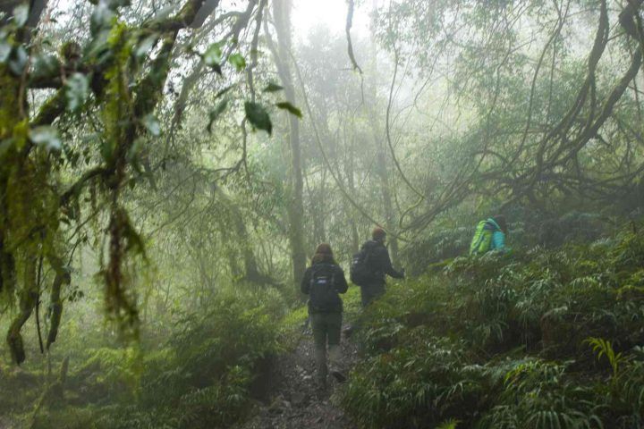 trekking yungas medio dia