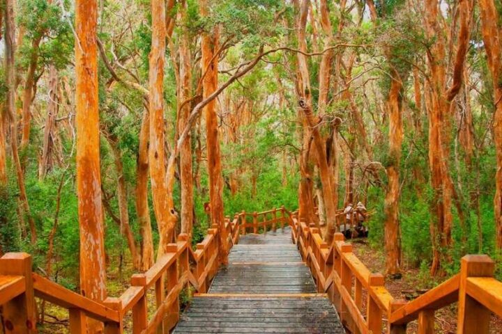 Isla Victoria y Bosque de Arrayanes